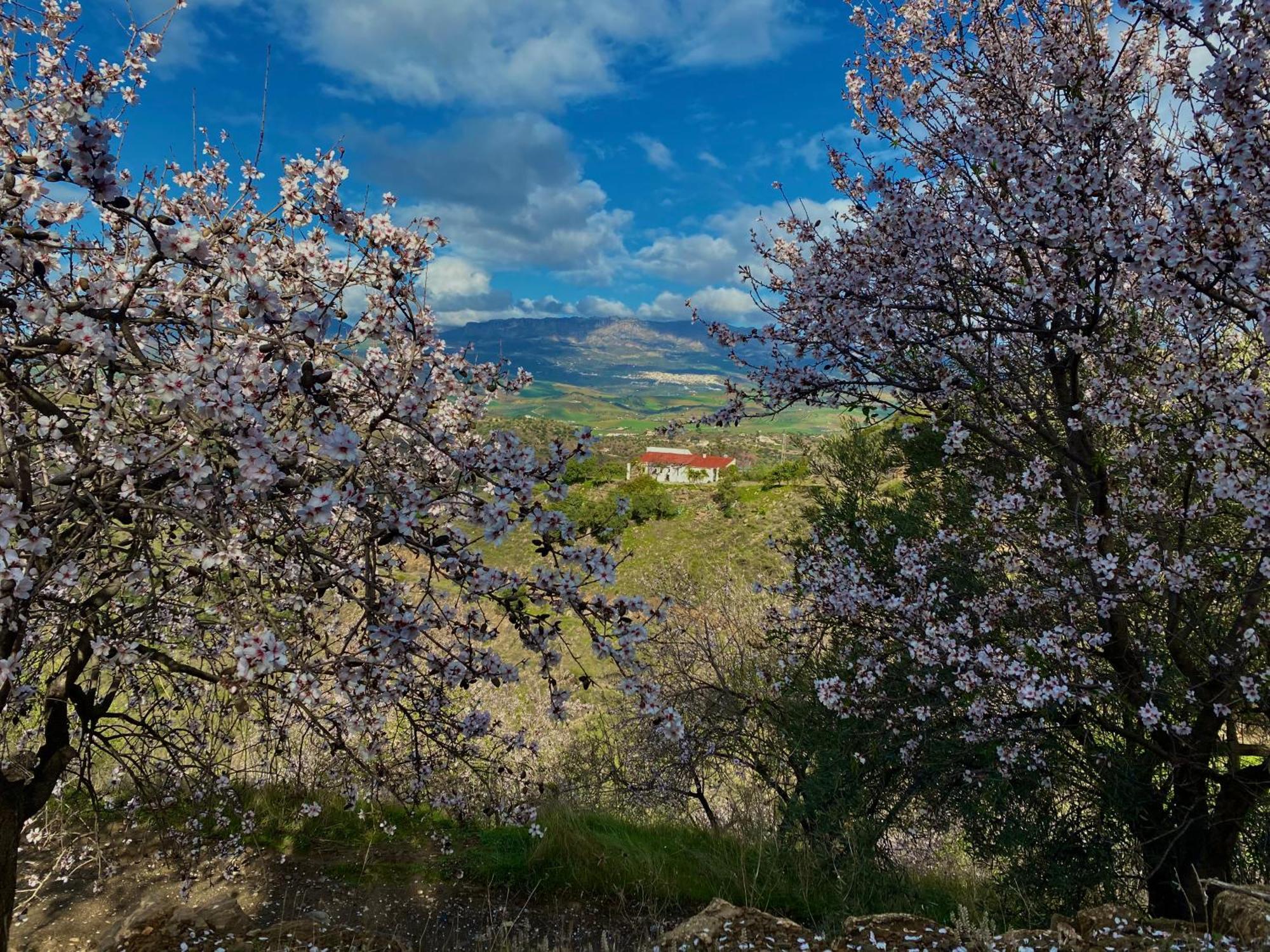 Willa El Sueno, Cortijo Andalusi Del Siglo XIX Almogía Zewnętrze zdjęcie